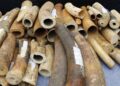 Two Arrested After 12kg of Elephant Tusks Worth Sh1.2 Million Seized in Machakos