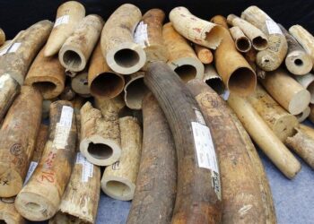 Two Arrested After 12kg of Elephant Tusks Worth Sh1.2 Million Seized in Machakos