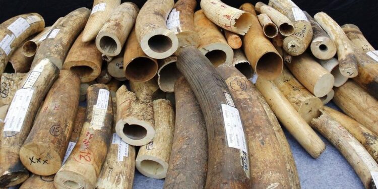 Two Arrested After 12kg of Elephant Tusks Worth Sh1.2 Million Seized in Machakos
