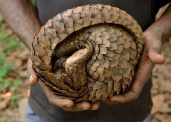 Taveta Man Sentenced to Seven Years for Dealing in Pangolin Scales