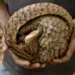 Taveta Man Sentenced to Seven Years for Dealing in Pangolin Scales